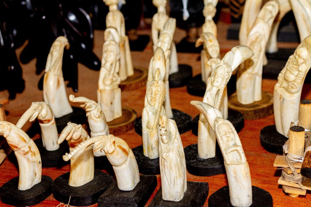 LES DENTS TAILLEES DE PHACOCHERES