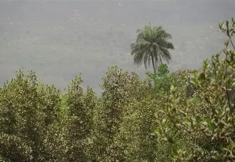 Image du site Forêt Classée de Kindia