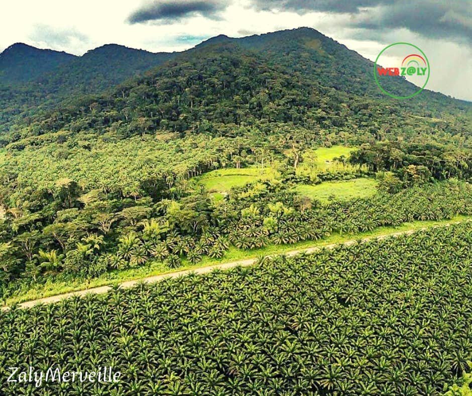 Image du site Forêt de Ziama : Le Poumon Vert de la Guinée