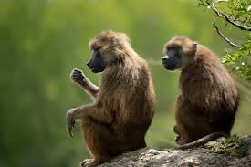 Image du site Jardin Zoologique de Conakry