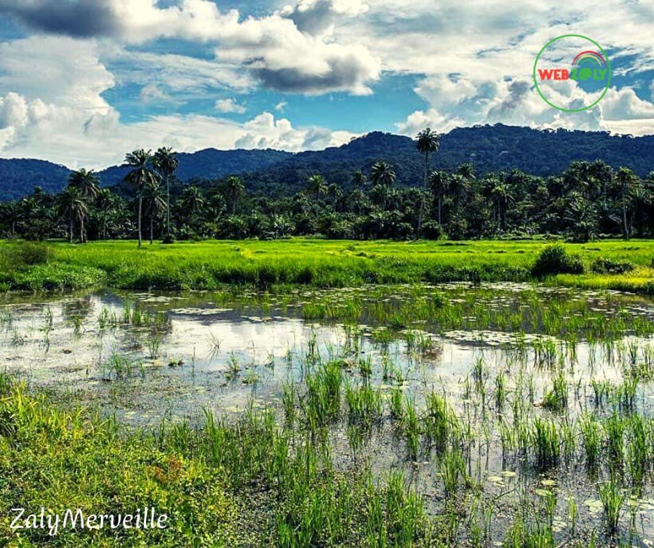 Image du site Forêt de Ziama : Le Poumon Vert de la Guinée