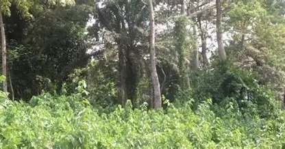 Image du site Forêt classée de Sangaredi