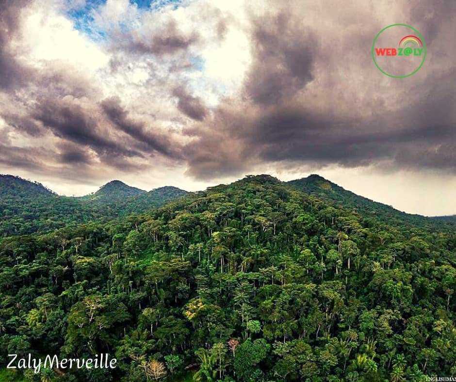 Image du site Forêt de Ziama : Le Poumon Vert de la Guinée