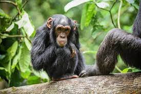 Image du site LES CHIMPAZES DE BOSSOU