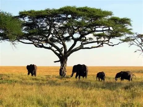 Image du site Parc National du Haut-Niger