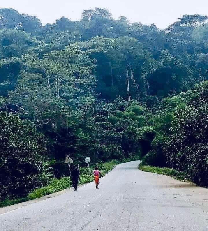 Image du site Forêt de Ziama : Le Poumon Vert de la Guinée