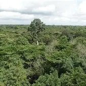 Image du site Forêt classée de Sangaredi