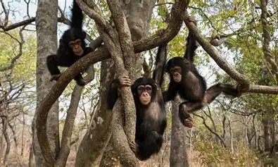 Image du site Parc National du Haut-Niger