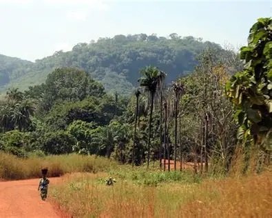 Image du site Forêt Classée de Kindia