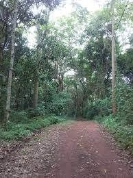 Image du site Forêt classée Dalaba-Mamou