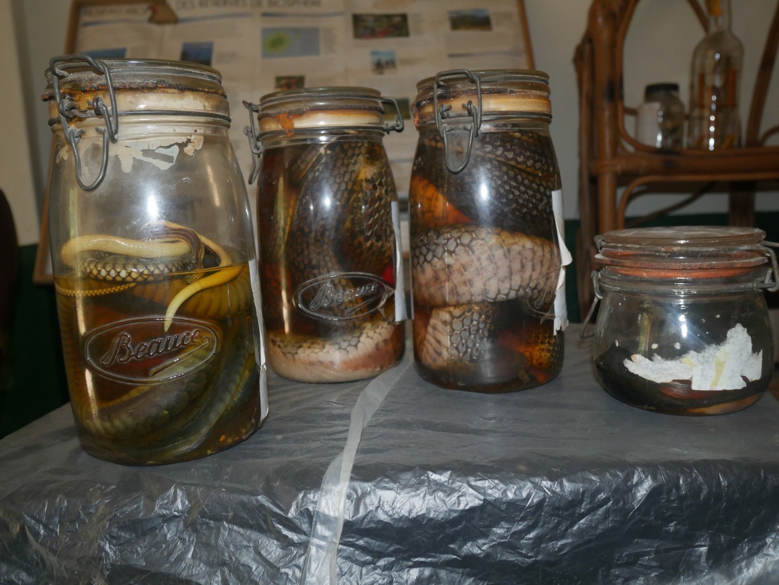 Image du site MONT NIMBA