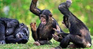 Image du site LES CHIMPAZES DE BOSSOU