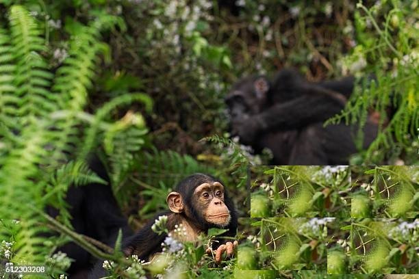 Image du site LES CHIMPAZES DE BOSSOU