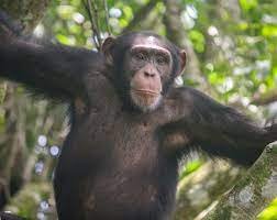 Image du site LES CHIMPAZES DE BOSSOU