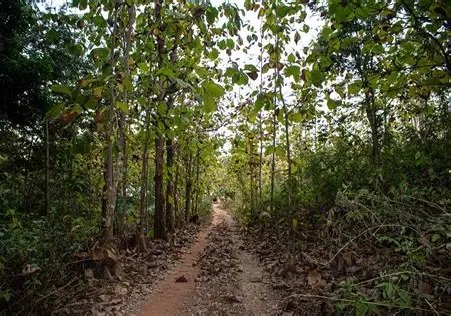 Image du site Forêt Classée de Kindia