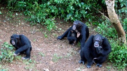 Image du site LES CHIMPAZES DE BOSSOU