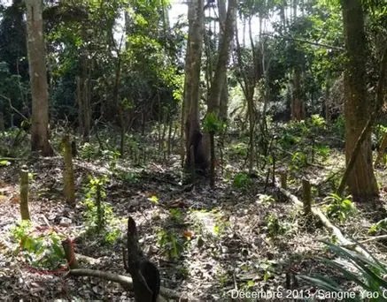 Image du site Forêt classée de Sangaredi
