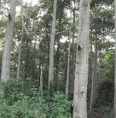 Image du site Forêt classée de Sangaredi