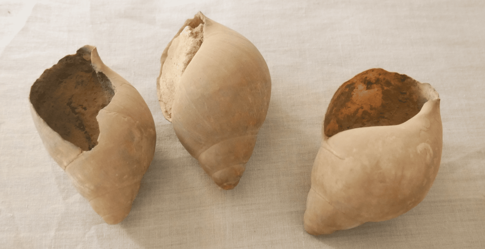 COQUILLAGES D'ESCARGOT