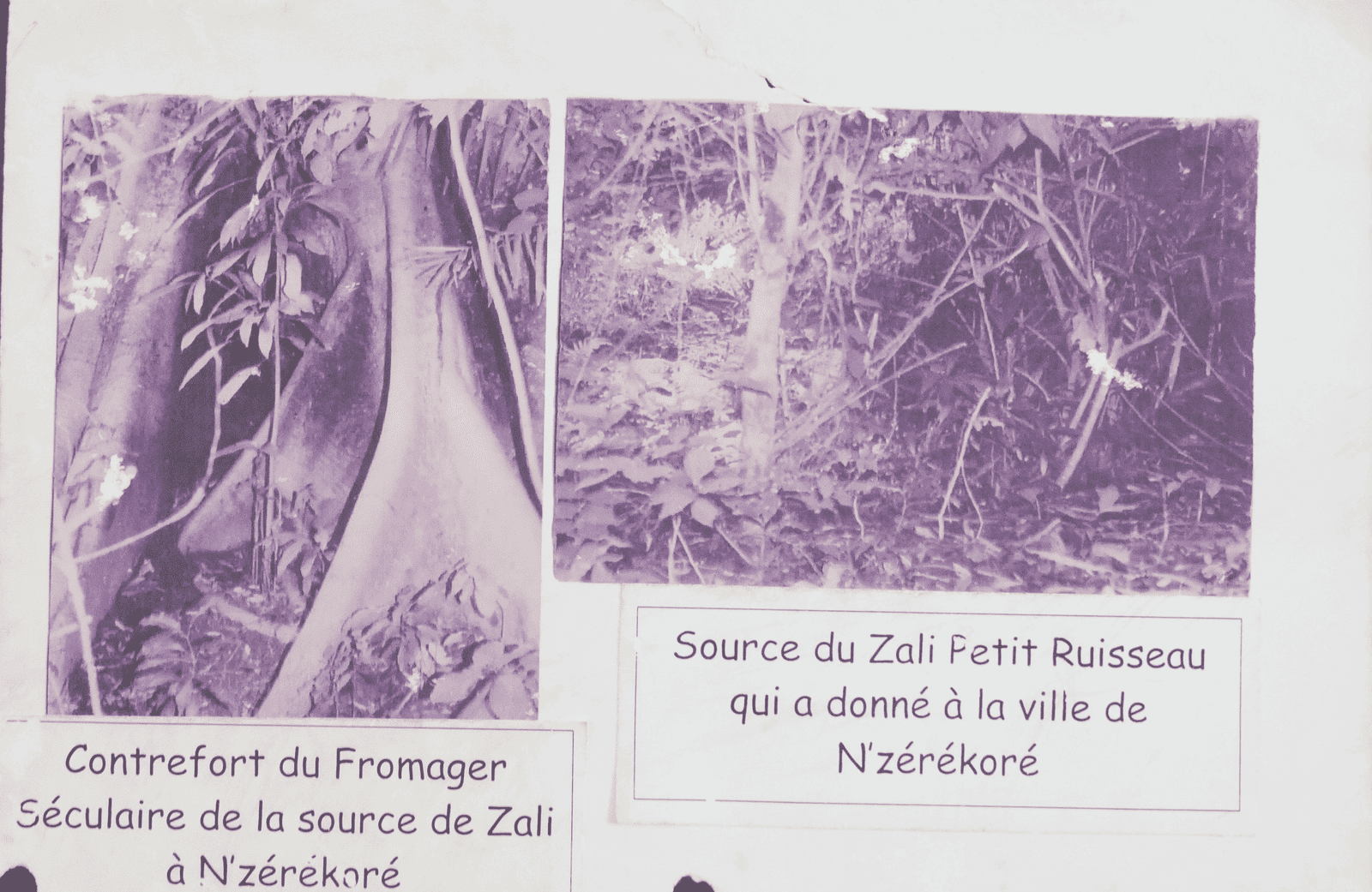 Source du Zali