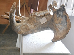 Machoire d'hypopotame