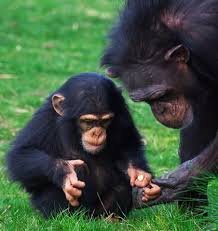 LES CHIMPAZES DE BOSSOU