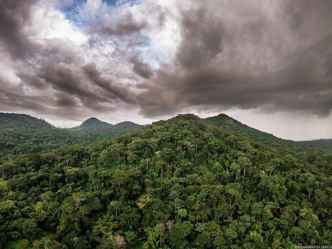Forêt de Ziama : Le Poumon Vert de la Guinée