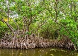 Mangroves de Kolaboui