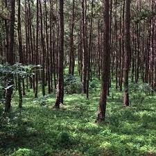 Forêt classée Dalaba-Mamou